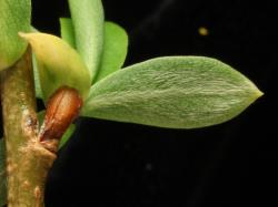 Salix matsudana. Hairs on underside of reduced leaf of flowering stem.
 Image: D. Glenny © Landcare Research 2020 CC BY 4.0